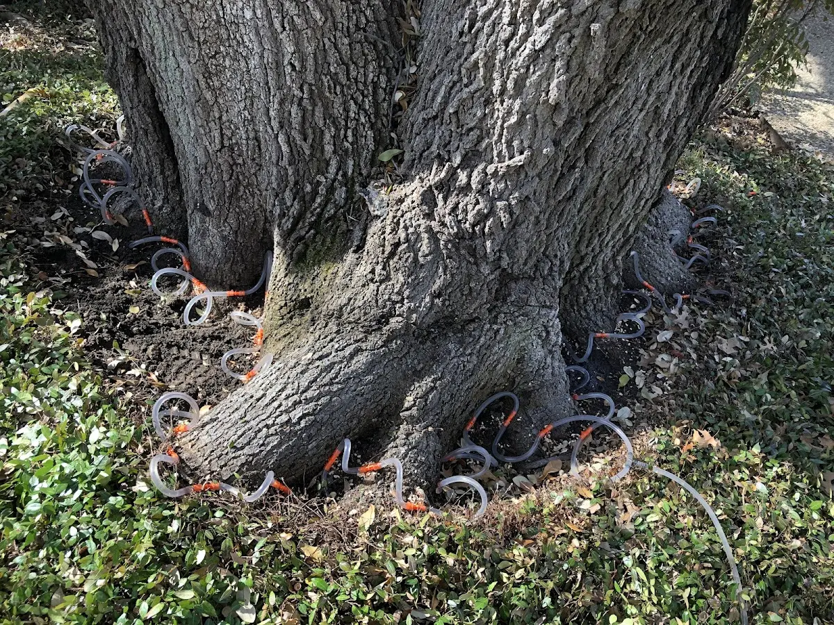 Detailed Tree Cabling and Bracing job site in Ashland