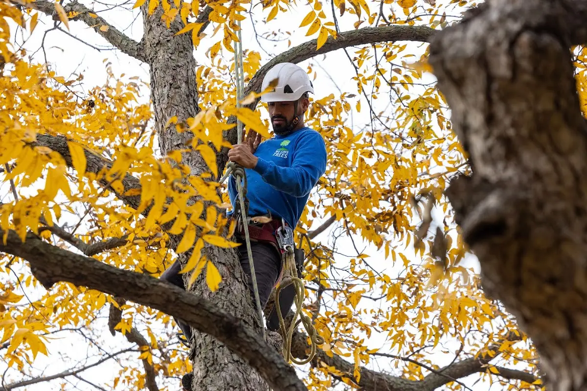 Skilled Tree Trimming crew working in Ashland
